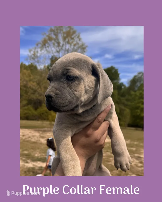 Purple Collar  – Cane Corso puppy for sale in Benson, NC