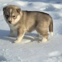 red girl 2, a female Siberian Husky for sale in Oscoda, MI – Photo 3 of 4