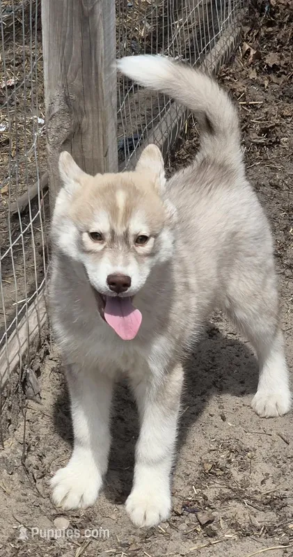 red girl 2 – Siberian Husky puppy for sale in Oscoda, MI