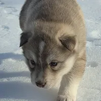 red girl 2, a female Siberian Husky for sale in Oscoda, MI – Photo 4 of 4