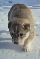 red girl , a female Siberian Husky for sale in Oscoda, MI – Photo 2 of 2