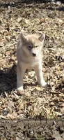red girl 2, a female Siberian Husky for sale in Oscoda, MI – Photo 1 of 4