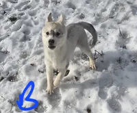 Boy grey, a male Siberian Husky for sale in Oscoda, MI – Photo 1 of 3