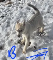 Boy grey, a male Siberian Husky for sale in Oscoda, MI – Photo 2 of 3