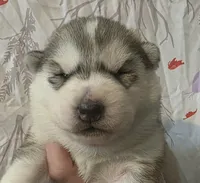 split grey girl , a female Siberian Husky for sale in Oscoda, MI – Photo 1 of 2