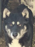 Yoda, a female Siberian Husky for sale in Oscoda, MI – Photo 1 of 4