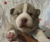 split red girl , a female Siberian Husky for sale in Oscoda, MI – Photo 1 of 2