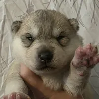 bar grey girl , a female Siberian Husky for sale in Oscoda, MI – Photo 4 of 5