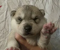 bar grey girl , a female Siberian Husky for sale in Oscoda, MI – Photo 1 of 2