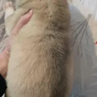 bar grey girl , a female Siberian Husky for sale in Oscoda, MI – Photo 5 of 5