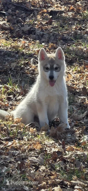 bar grey girl  – Siberian Husky puppy for sale in Oscoda, MI