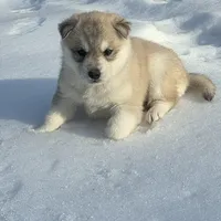 bar grey girl , a female Siberian Husky for sale in Oscoda, MI – Photo 2 of 5
