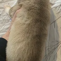 Solid face red girl , a female Siberian Husky for sale in Oscoda, MI – Photo 6 of 9