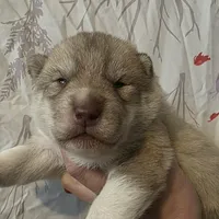 Solid face red girl , a female Siberian Husky for sale in Oscoda, MI – Photo 5 of 9