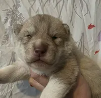 Solid face red girl , a female Siberian Husky for sale in Oscoda, MI – Photo 1 of 2