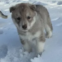Solid face red girl , a female Siberian Husky for sale in Oscoda, MI – Photo 3 of 9