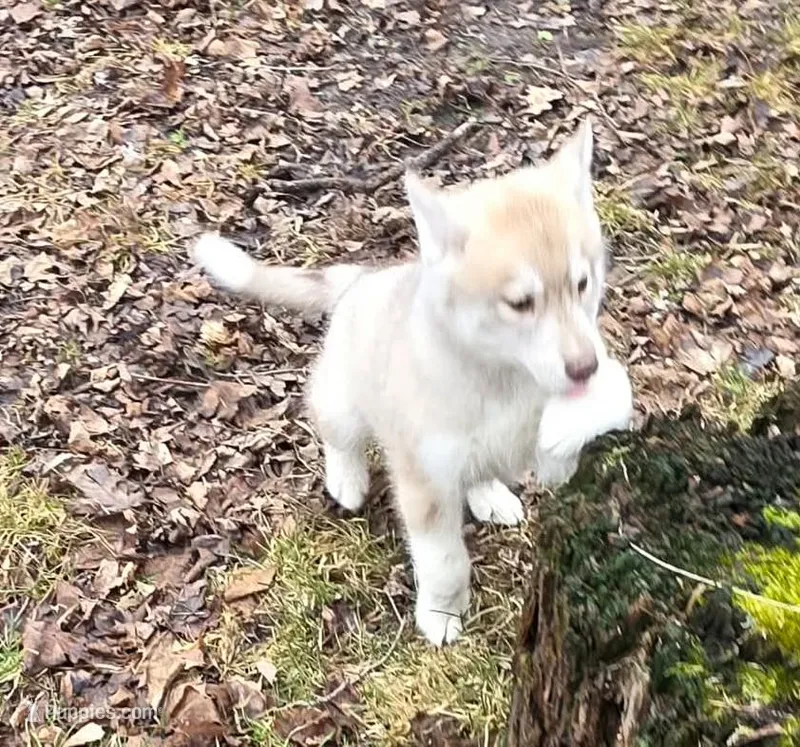 Solid face red girl  – Siberian Husky puppy for sale in Oscoda, MI