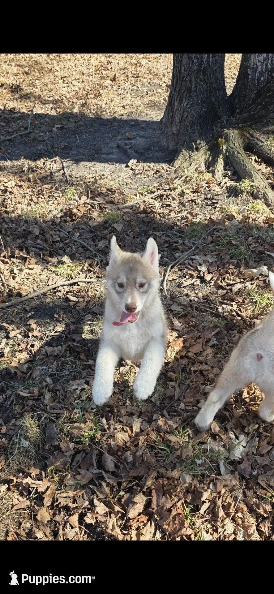 Red girl 1, a female Siberian Husky for sale in Oscoda, MI – Photo 1 of 10