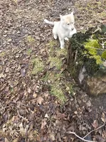 Solid face red girl , a female Siberian Husky for sale in Oscoda, MI – Photo 8 of 9