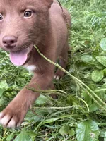 solid red boy, a male Siberian Husky for sale in Oscoda, MI – Photo 2 of 2