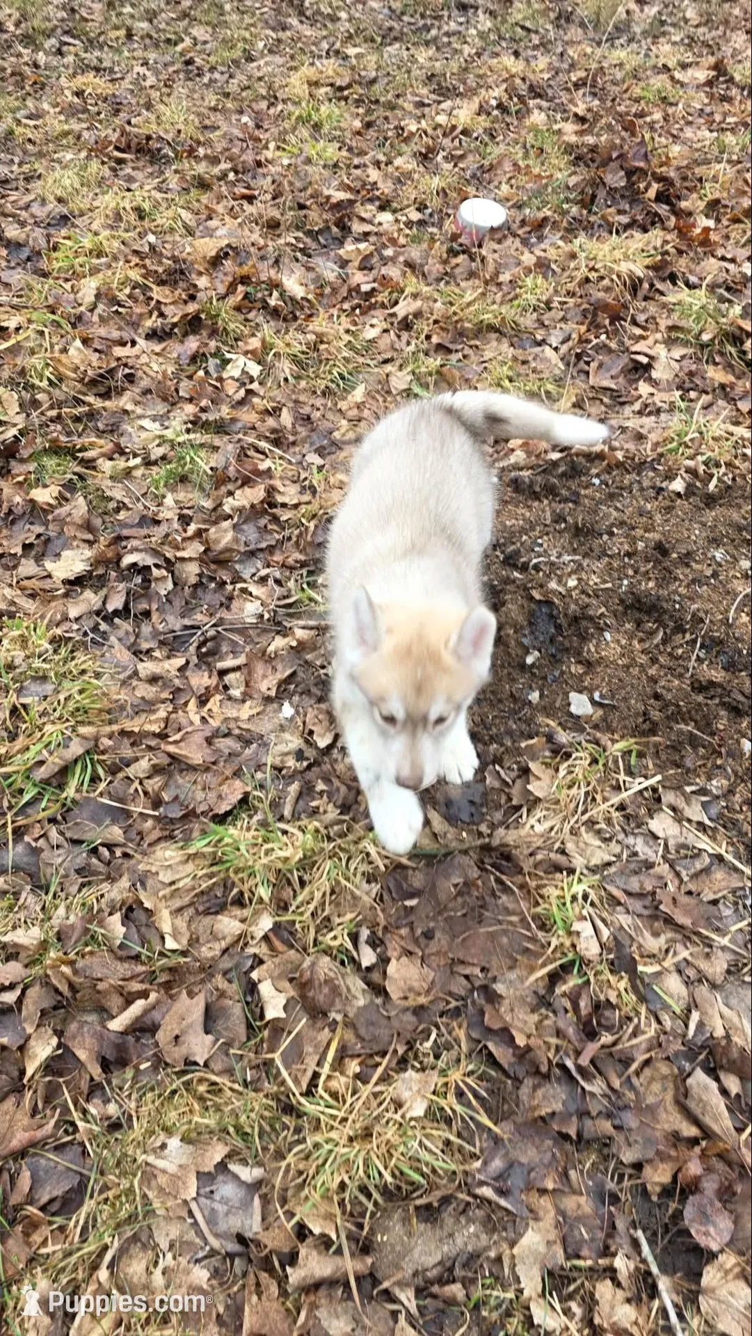 Solid face red girl , a female Siberian Husky for sale in Oscoda, MI – Photo 7 of 9