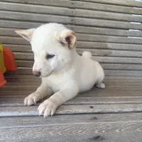 Honey , a female Shiba Inu for sale in Chariton, IA – 1 of 5