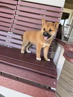 Yoshi , a male Shiba Inu for sale in Chariton, IA – 6 of 6