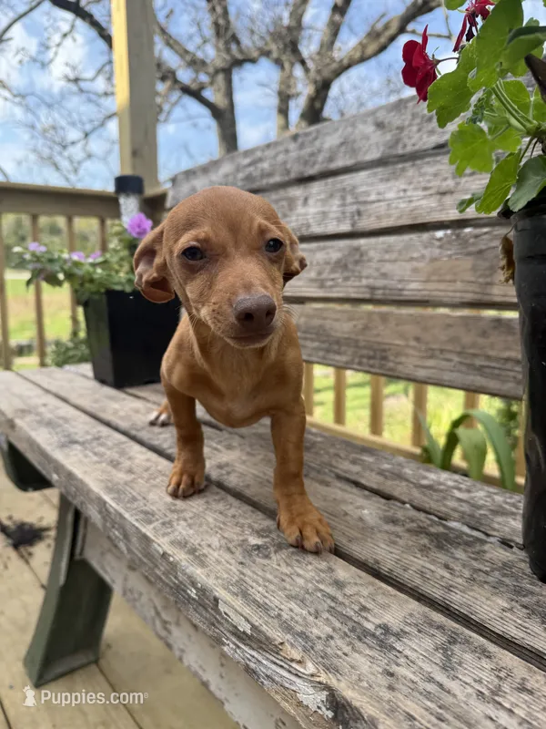 Simon  – Chiweenie puppy for sale in Chariton, IA
