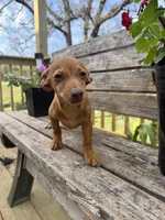 Simon , a male Chiweenie for sale in Chariton, IA – 1 of 3
