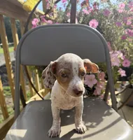 Samson, a male Chiweenie for sale in Chariton, IA – 2 of 5