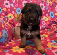 Luna, a female German Shepherd Dog for sale in Chariton, IA – 2 of 3