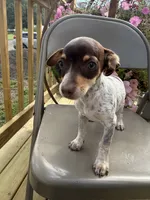 Sasha , a female Chiweenie for sale in Chariton, IA – 4 of 7
