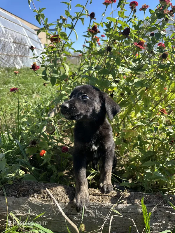 Bean  – German Shepherd Dog, Siberian Husky puppy for sale in Chariton, IA