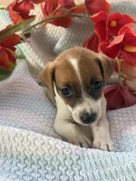 Zach, a male Jack Russell Terrier for sale in Chariton, IA – 3 of 4