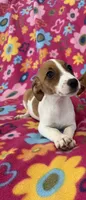 Lola, a female Jack Russell Terrier for sale in Chariton, IA – 6 of 6