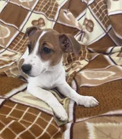 Lola, a female Jack Russell Terrier for sale in Chariton, IA – 4 of 5