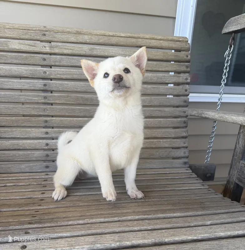 Honey  – Shiba Inu puppy for sale in Chariton, IA