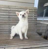 Honey , a female Shiba Inu for sale in Chariton, IA – 2 of 5