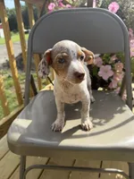 Samson, a male Chiweenie for sale in Chariton, IA – 5 of 5