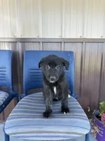 Milo, a male German Shepherd Dog and Siberian Husky for sale in Chariton, IA – 2 of 4