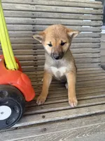 Hailey , a female Shiba Inu for sale in Chariton, IA – 2 of 5