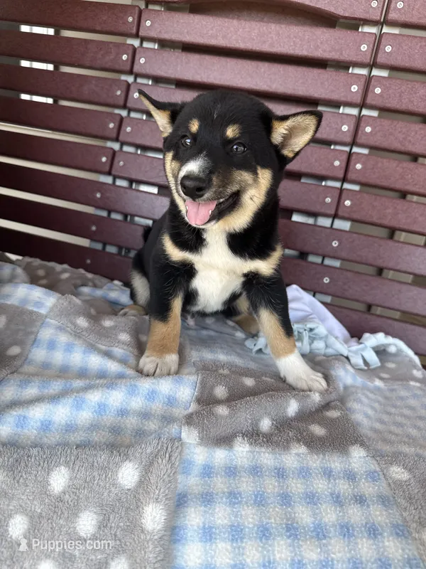 Mochi – Shiba Inu puppy for sale in Chariton, IA