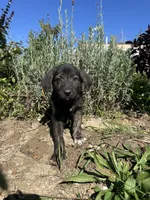 Bear, a male German Shepherd Dog and Siberian Husky for sale in Chariton, IA – 4 of 4