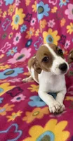 Lola, a female Jack Russell Terrier for sale in Chariton, IA – 3 of 6