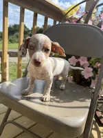 Samson, a male Chiweenie for sale in Chariton, IA – 3 of 5