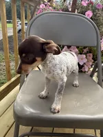 Sasha , a female Chiweenie for sale in Chariton, IA – 2 of 7