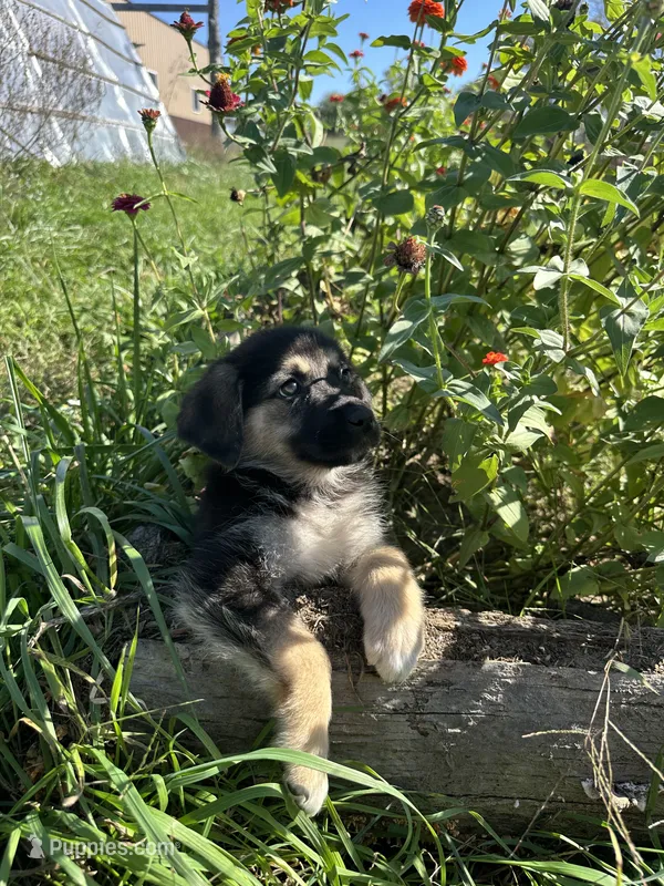  Luna – German Shepherd Dog puppy for sale in Chariton, IA