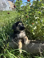  Luna, a female German Shepherd Dog for sale in Chariton, IA – 1 of 5