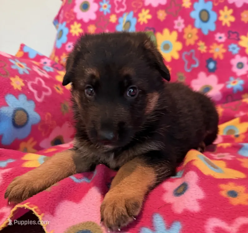 Luna – German Shepherd Dog puppy for sale in Chariton, IA
