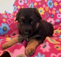 Luna, a female German Shepherd Dog for sale in Chariton, IA – 1 of 3
